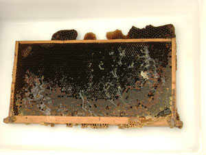 One of the frames from the hives full of honey.