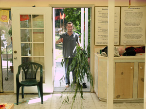 The celebrations started early. Here we see Will arriving from the eucalyptus grove with fresh leaves for decorating.