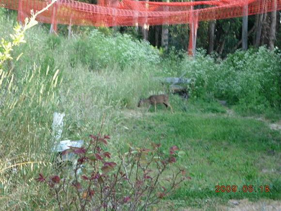 Here at the beautiful Seva Ashram there are some new guests.Can you see the deer?