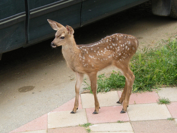 This young one has been coming around in the late afternoons if it's quiet.