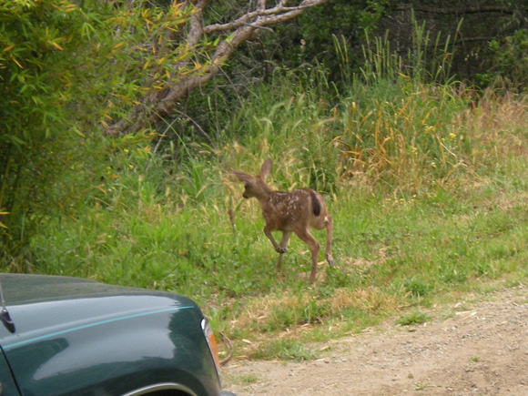 ...into the bushes.