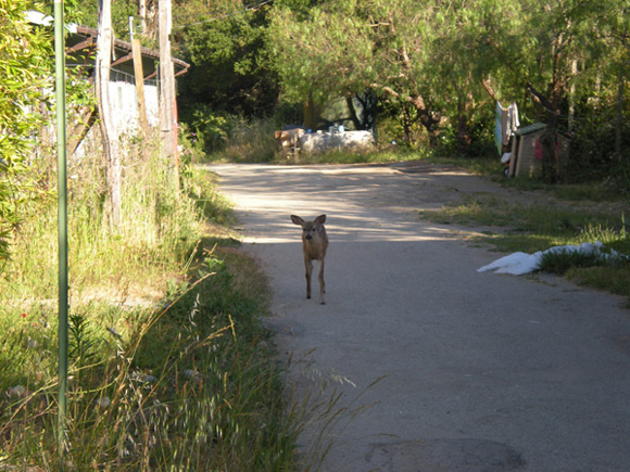 The little one came back the next day,