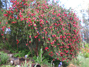 This bottle brush tree outside the Prasadam Hall was used to create beautiful decorations behind Their Lordships on the altar.