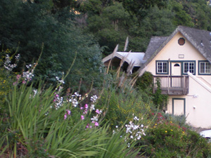 The Ashram flowers were blooming everywhere.