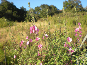 The malva and honeysuckle were beautiful and abundant.