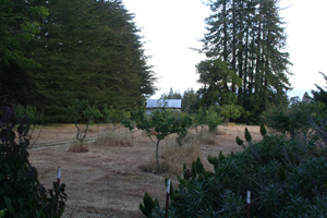 Overlooking the apple orchard.