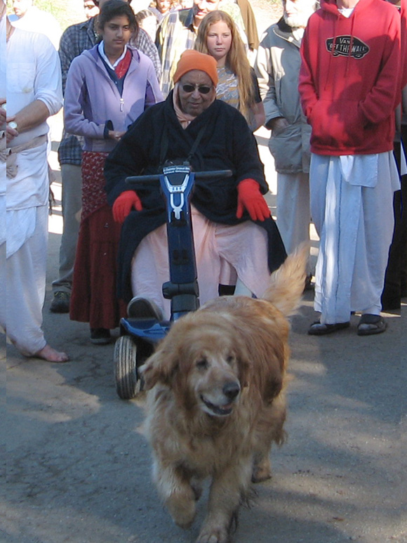 Our temple dog Ketu left his body this month. Here he is seen with our Srila Gurudev on one of his many walks around the ashram. The sunday feast was sponsered by Santani and family , Ketu was raised by her family, and everyone received hot buttered chapatis in remembrance of Ketu.