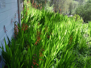 Behind the Temple  on the driveway side