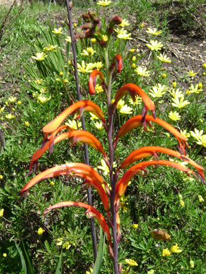  the orange Crocosmia are popping up everywhere.