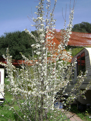 This is a plum tree outside of Kalindi Didis' residence.